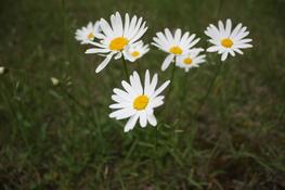 Daisies — Photo 95 — Project 365